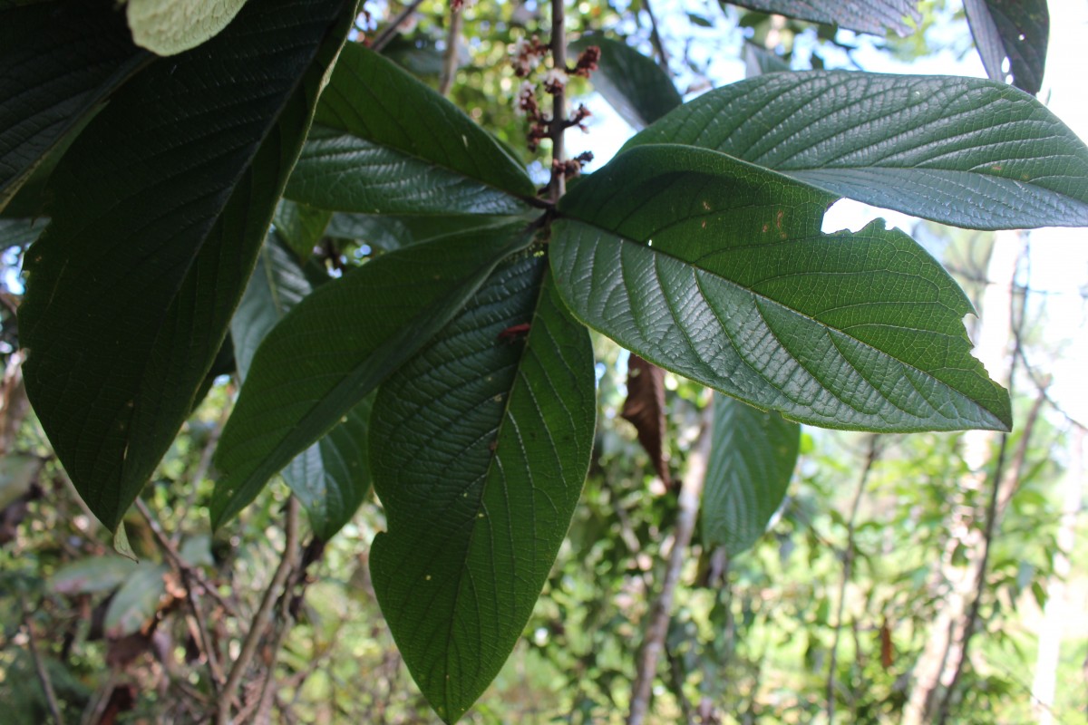 Symplocos coronata Thwaites